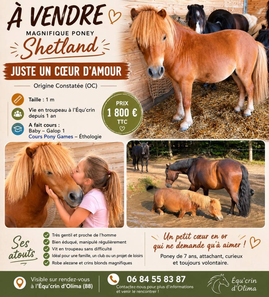 Ruin Shetland Te koop 2019 Vos ,  ASCOT DES FEES ONCP