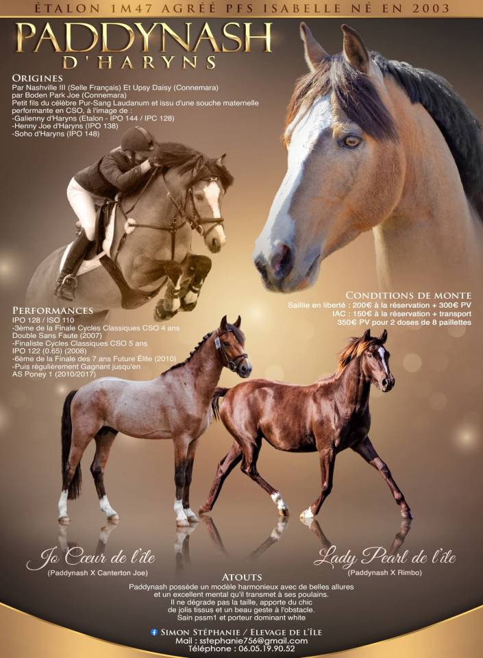 Ruin Franse rijpony PFS Te koop 2025 Isabel