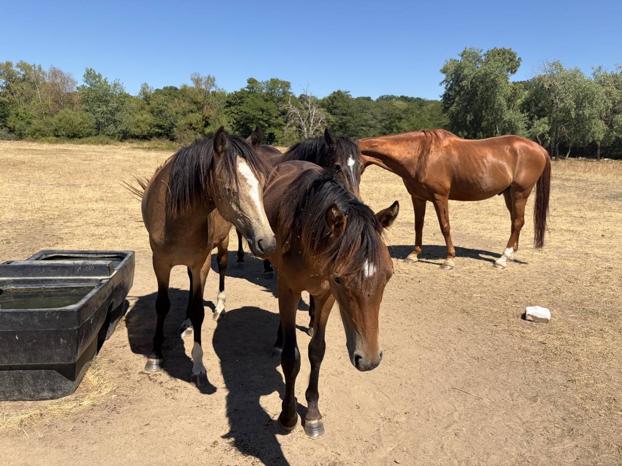 Ruin Franse rijpony PFS Te koop 2025 Isabel