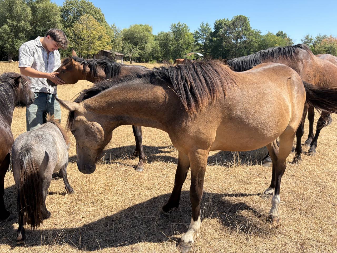 Ruin Franse rijpony PFS Te koop 2025 Isabel