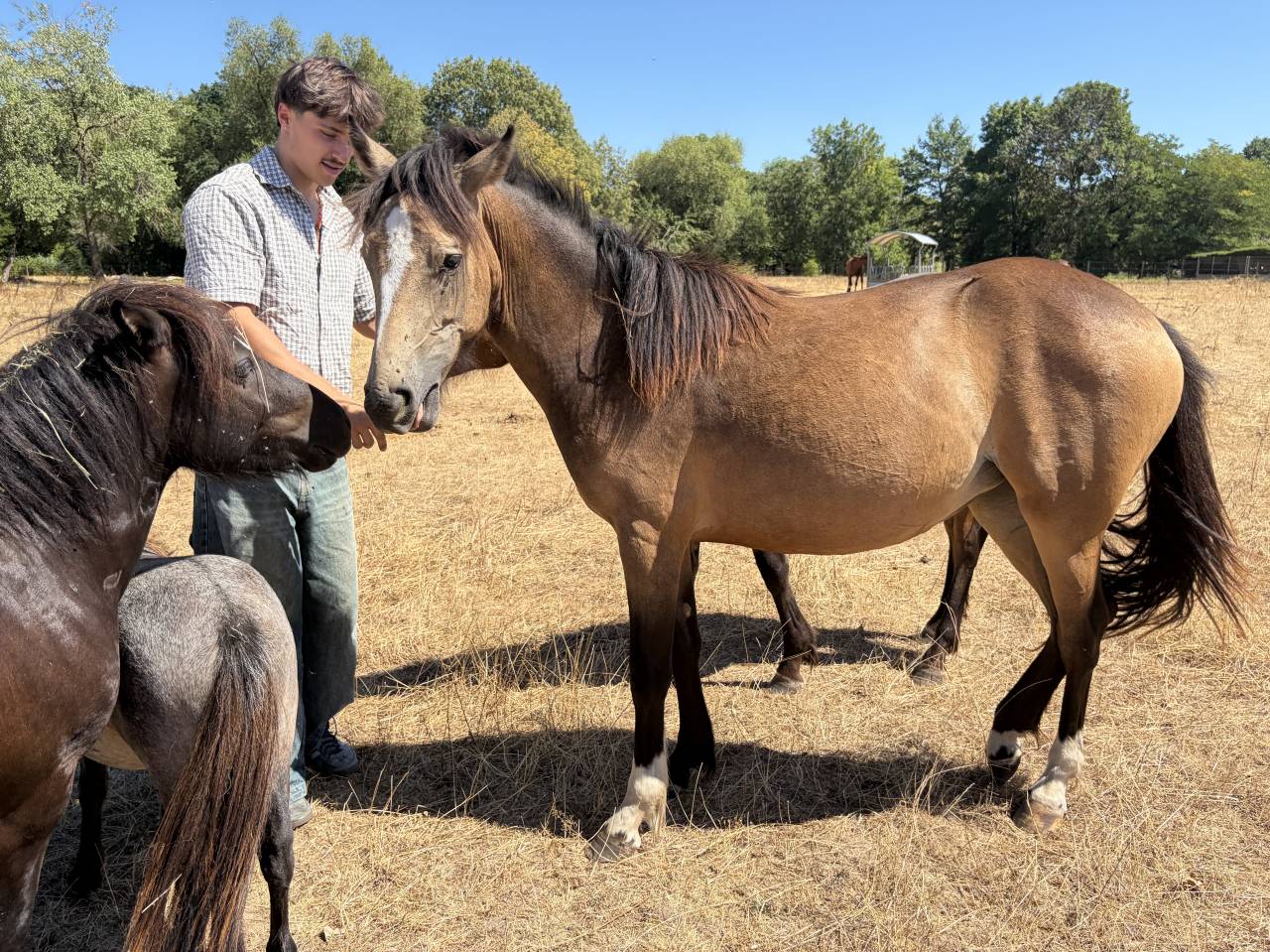 Ruin Franse rijpony PFS Te koop 2025 Isabel