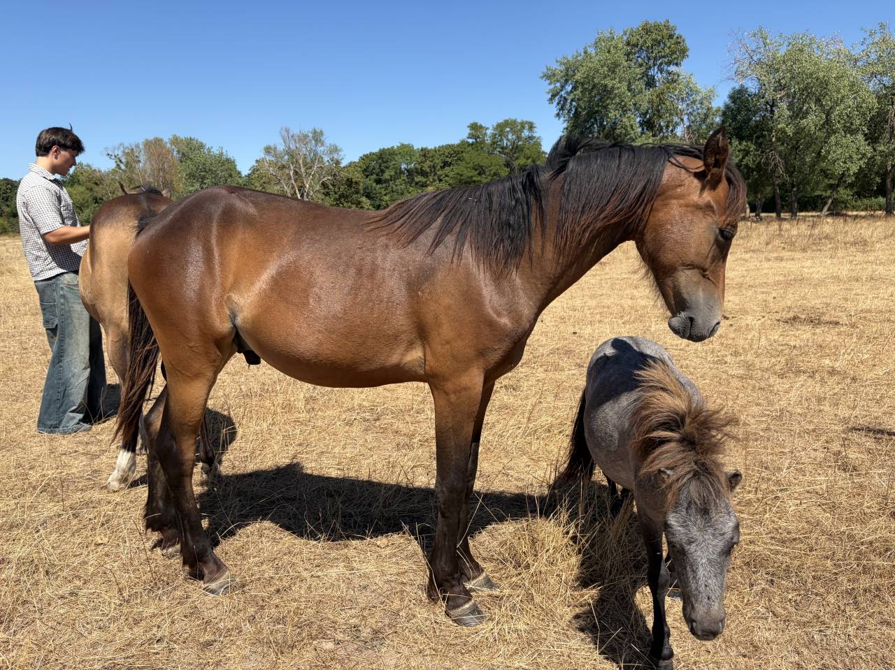Ruin Franse rijpony PFS Te koop 2025 Isabel