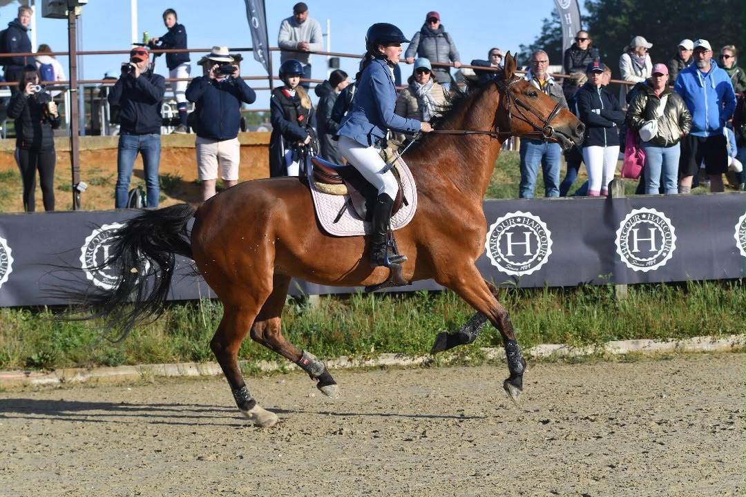 Ruin Selle Fran&ccedil;ais Te koop 2011 Donker bruin / bai