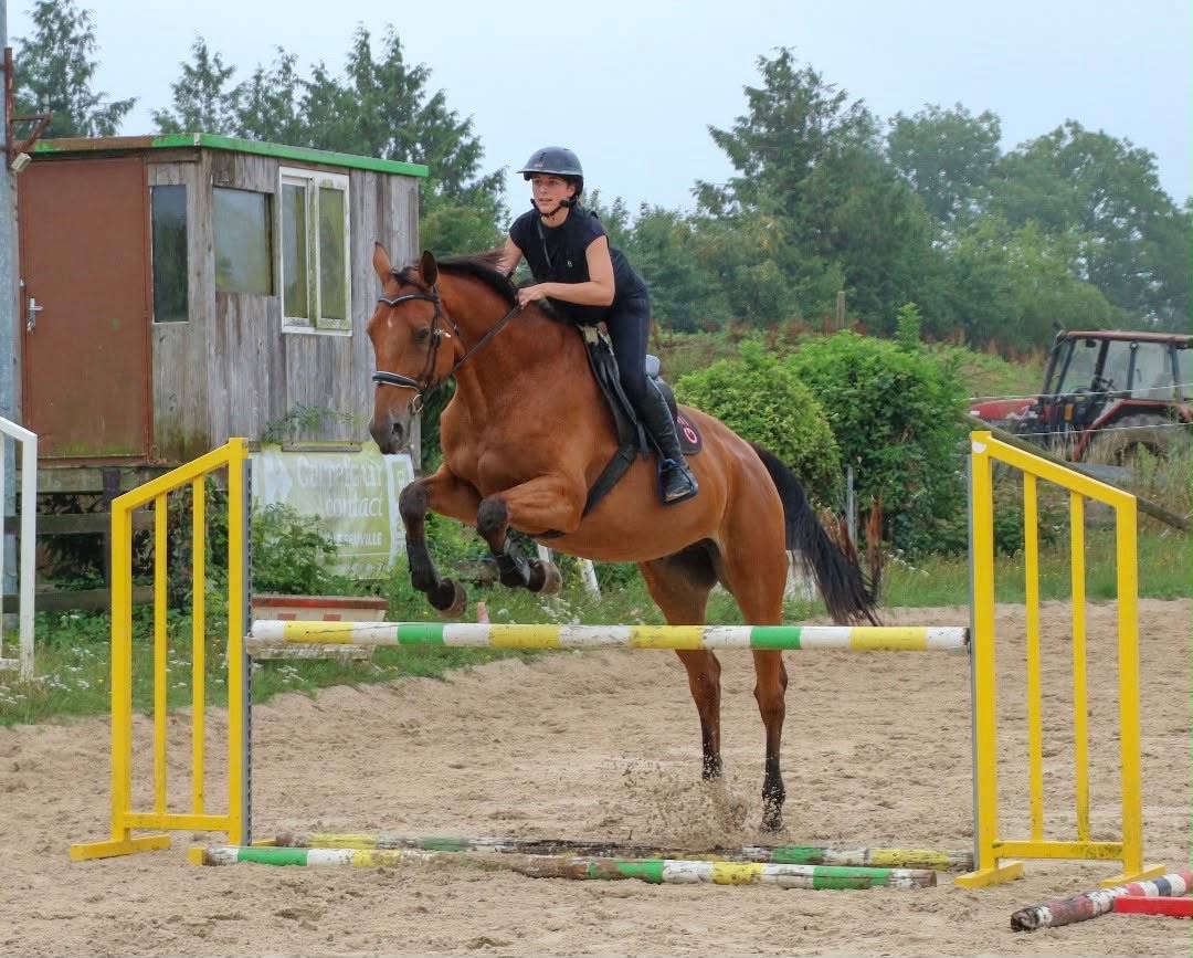 Ruin Selle Fran&ccedil;ais Te koop 2011 Donker bruin / bai