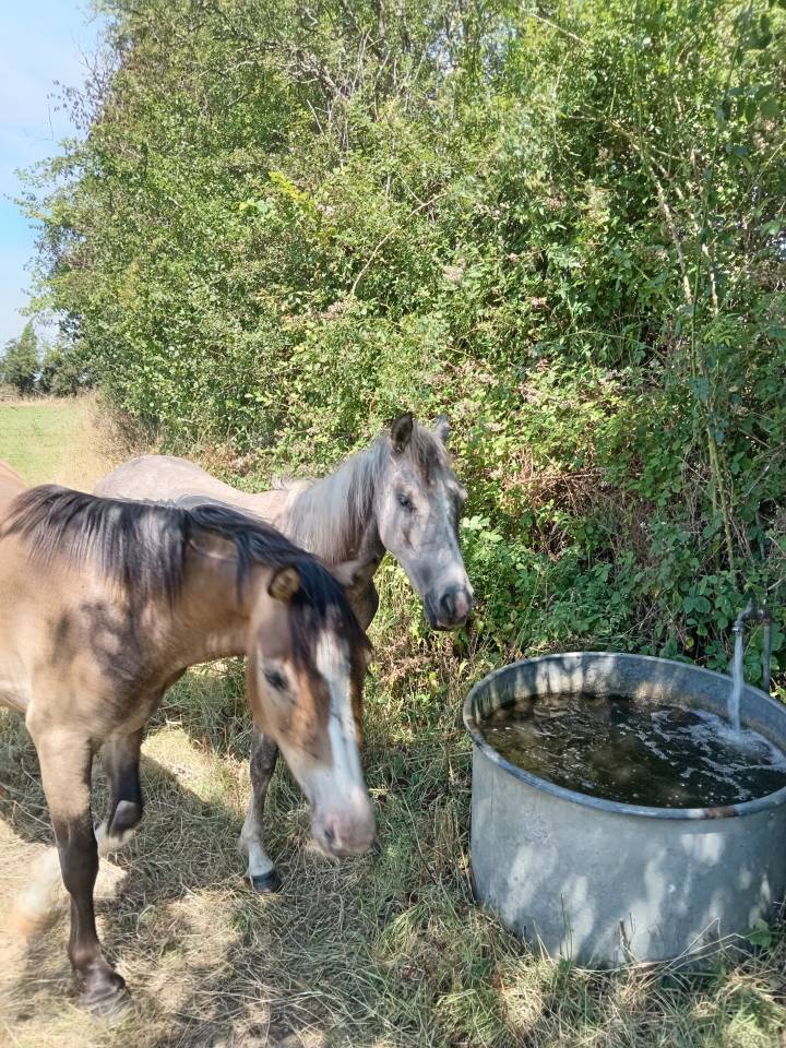 Ruin Franse rijpony PFS Te koop 2024 Donker bruin / bai