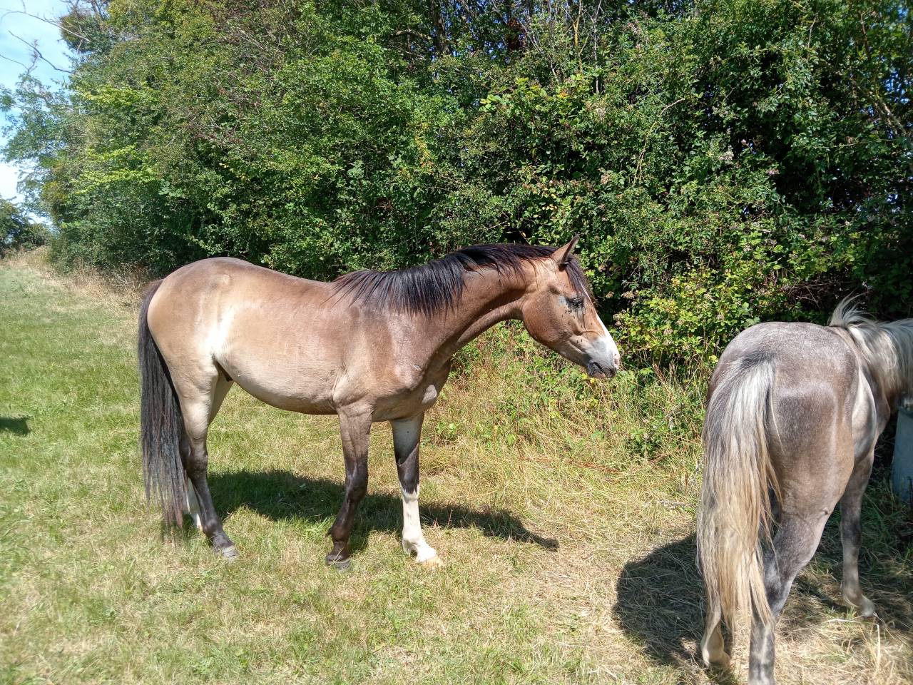 Ruin Franse rijpony PFS Te koop 2024 Donker bruin / bai