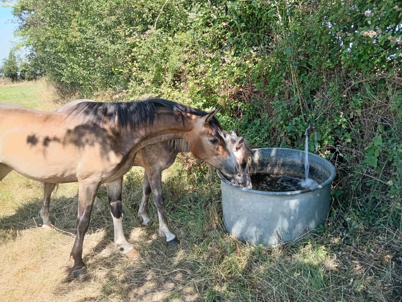 Ruin Franse rijpony PFS Te koop 2024 Donker bruin / bai