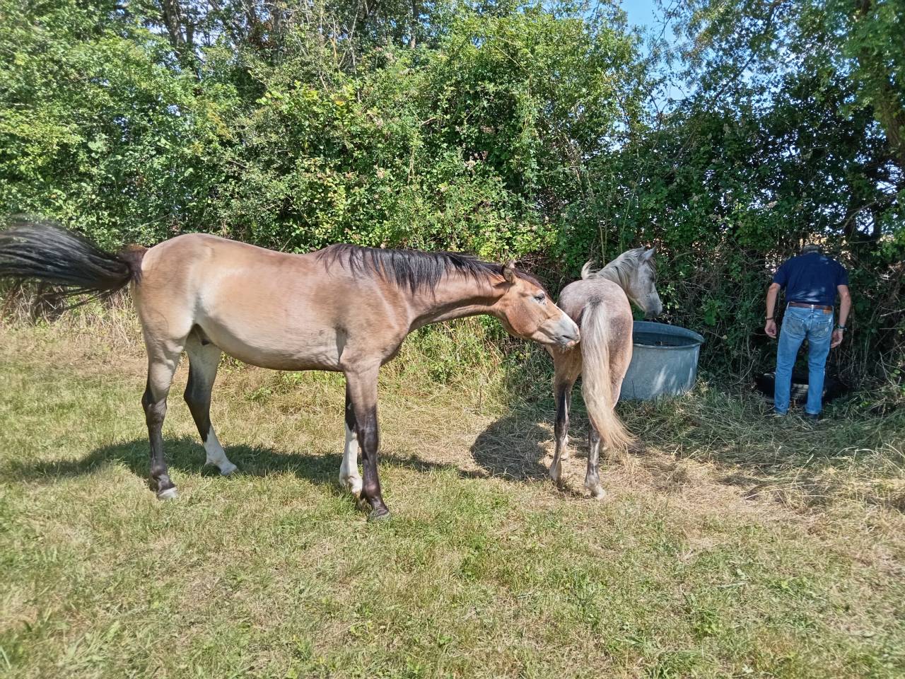 Ruin Franse rijpony PFS Te koop 2024 Donker bruin / bai