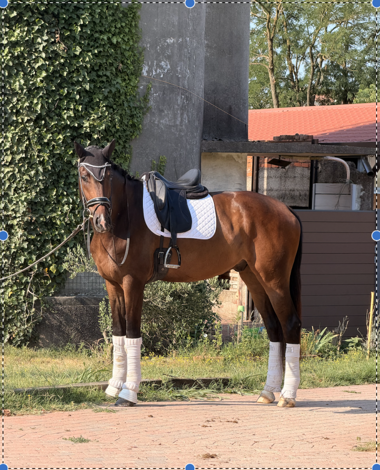 Ruin KWPN Nederlands sportpaard Te koop 2022 Wit ,  Lennox US