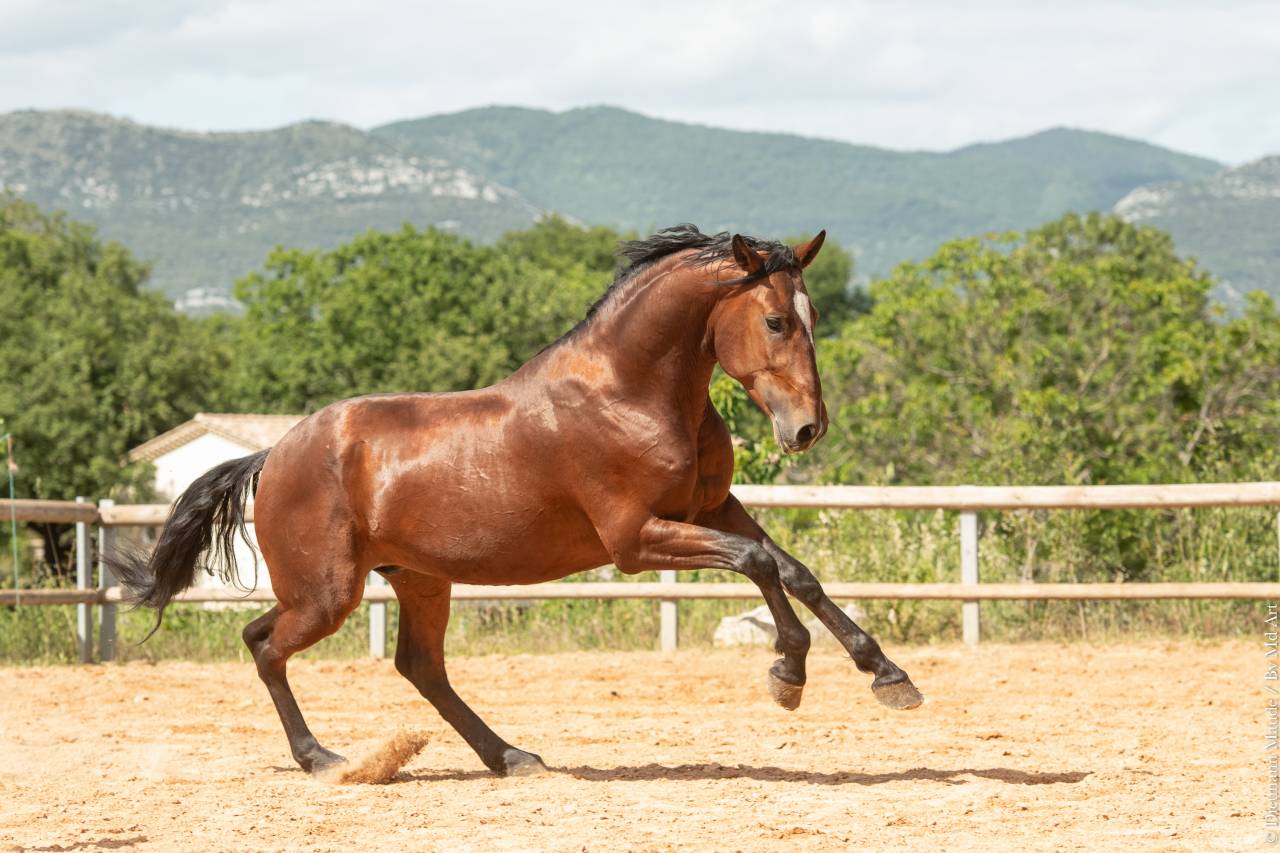 Ruin Lusitano Te koop 2020 Donker bruin / bai ,  ARAGAO