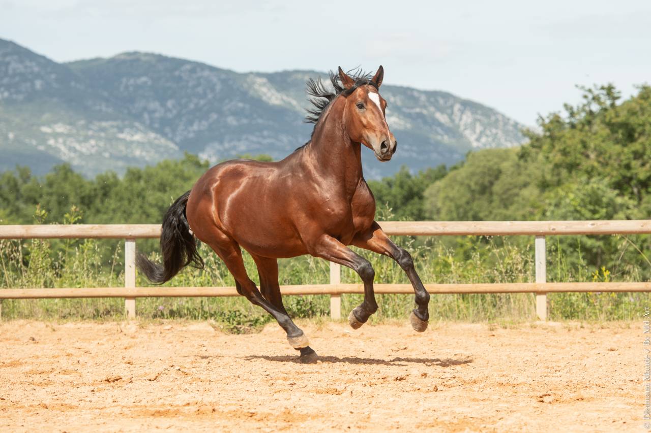 Ruin Lusitano Te koop 2020 Donker bruin / bai ,  ARAGAO