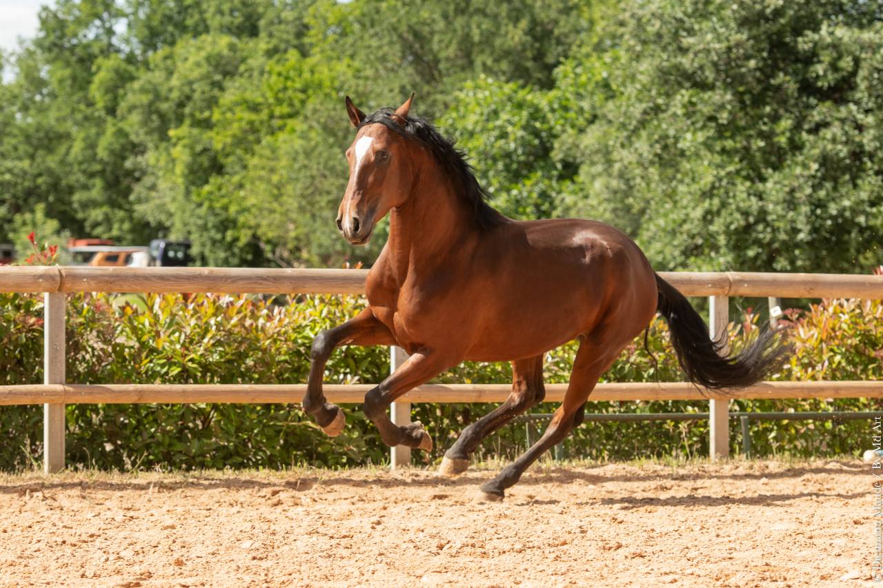 Ruin Lusitano Te koop 2020 Donker bruin / bai ,  ARAGAO