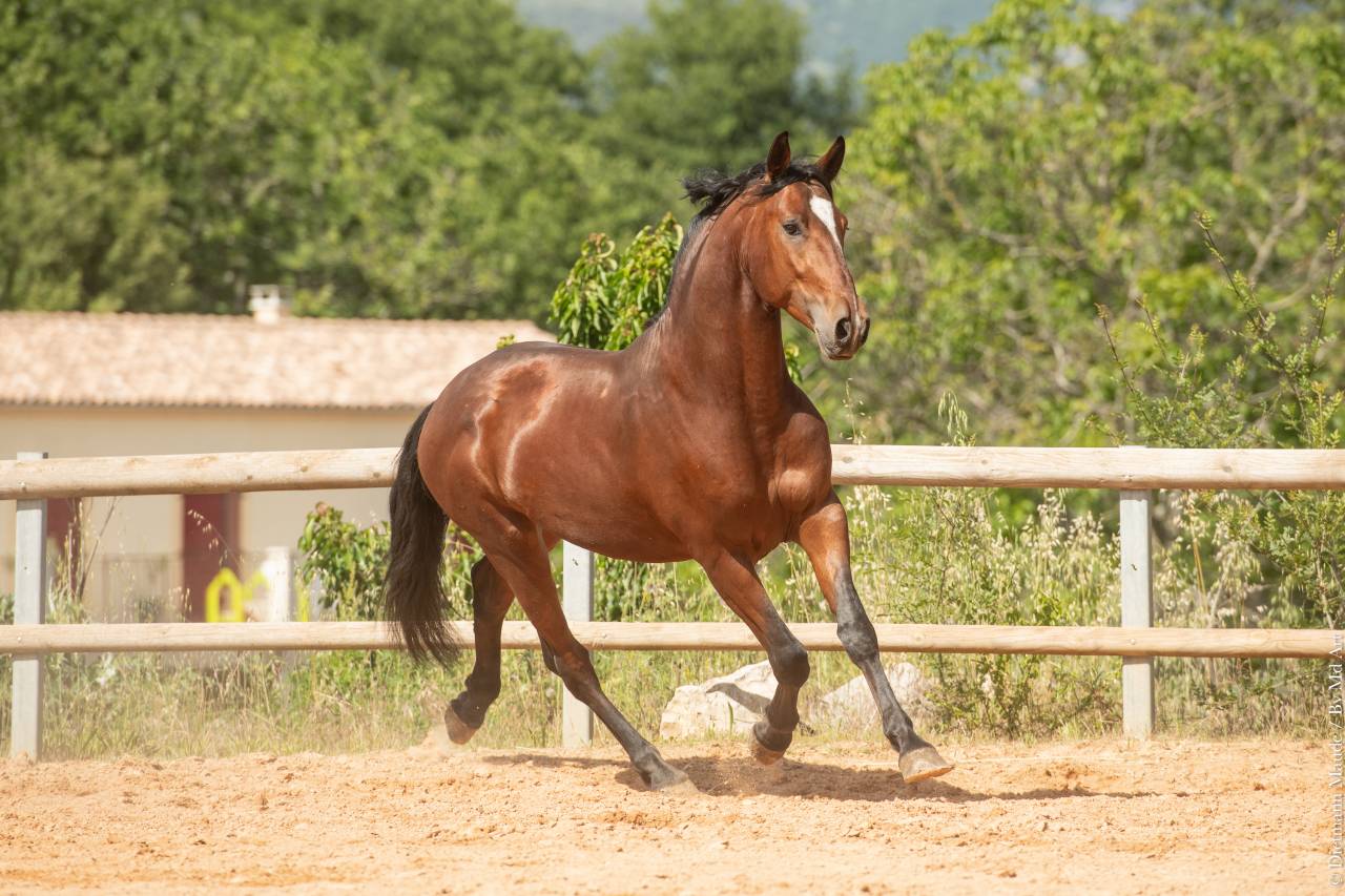 Ruin Lusitano Te koop 2020 Donker bruin / bai ,  ARAGAO