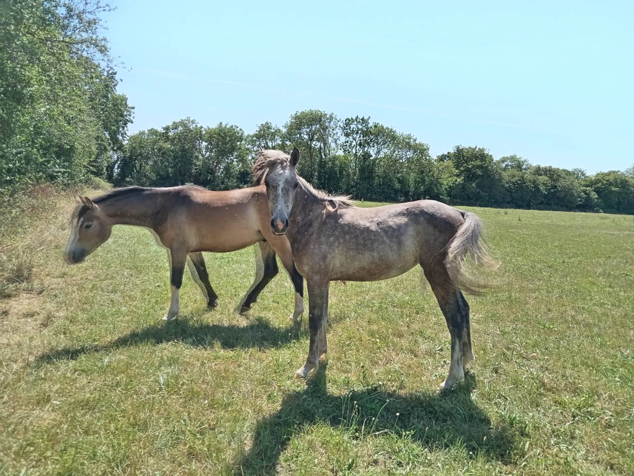 Veulen (vr) Franse rijpony PFS Te koop 2025 Schimmel
