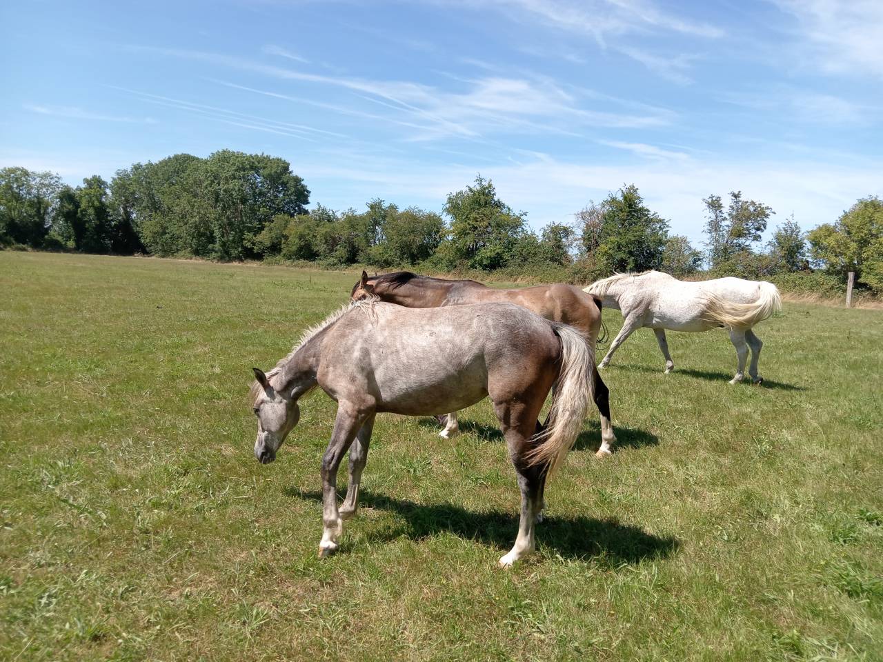 Veulen (vr) Franse rijpony PFS Te koop 2025 Schimmel