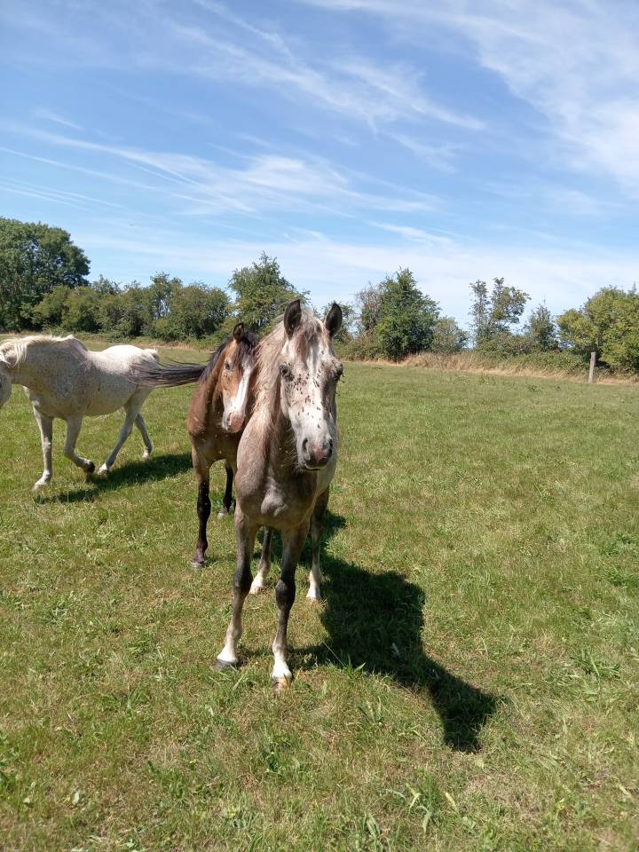 Veulen (vr) Franse rijpony PFS Te koop 2025 Schimmel