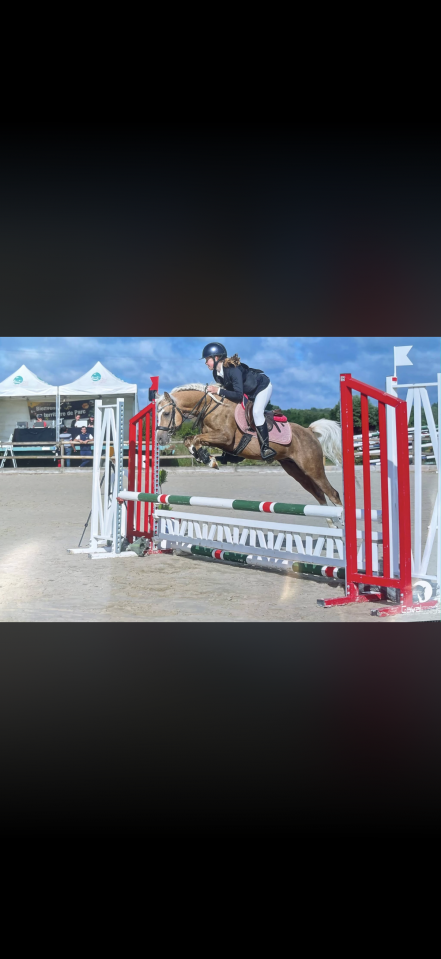 Hengst Welsh Partbred Te koop 2021 Palomino
