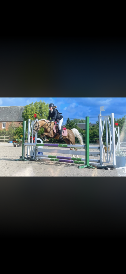 Hengst Welsh Partbred Te koop 2021 Palomino