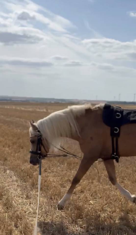 Hengst Welsh Partbred Te koop 2021 Palomino
