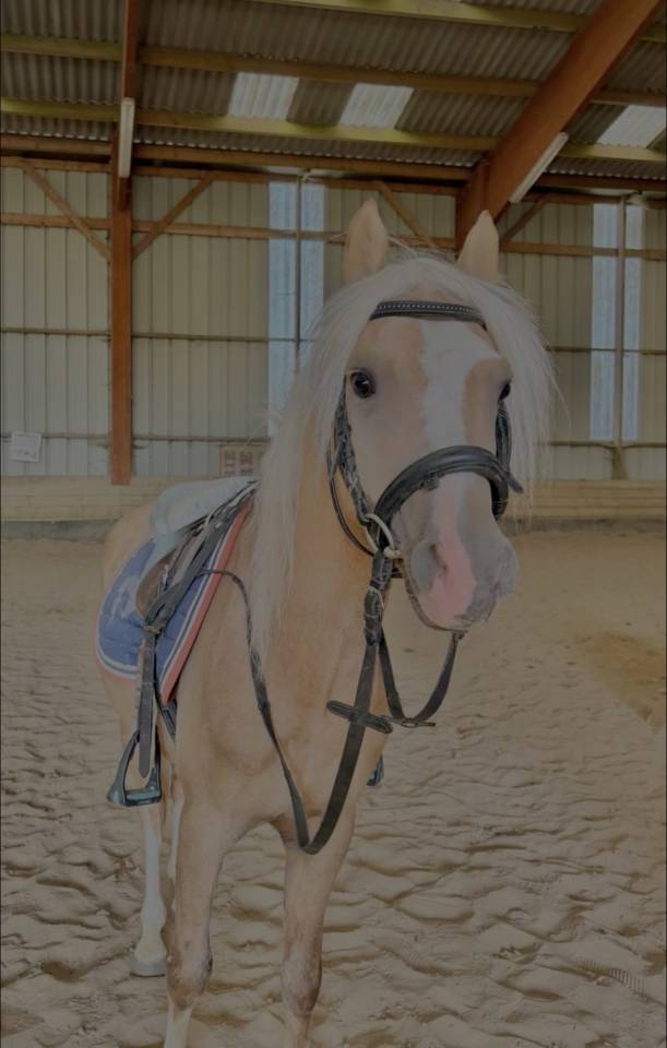 Hengst Welsh Partbred Te koop 2021 Palomino