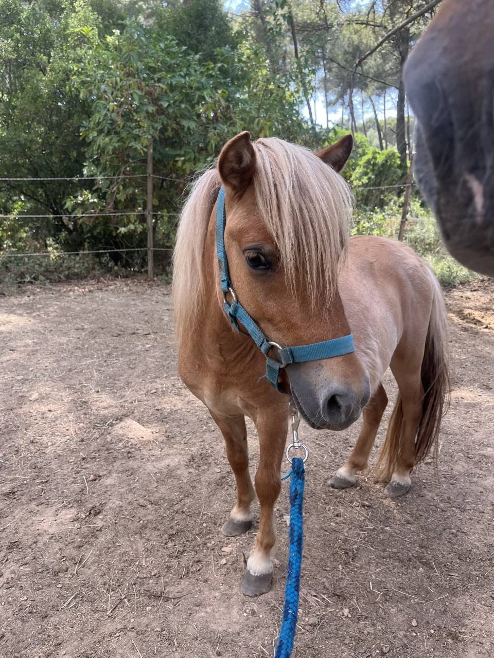 Hengst Shetland Te koop 2024 Vos