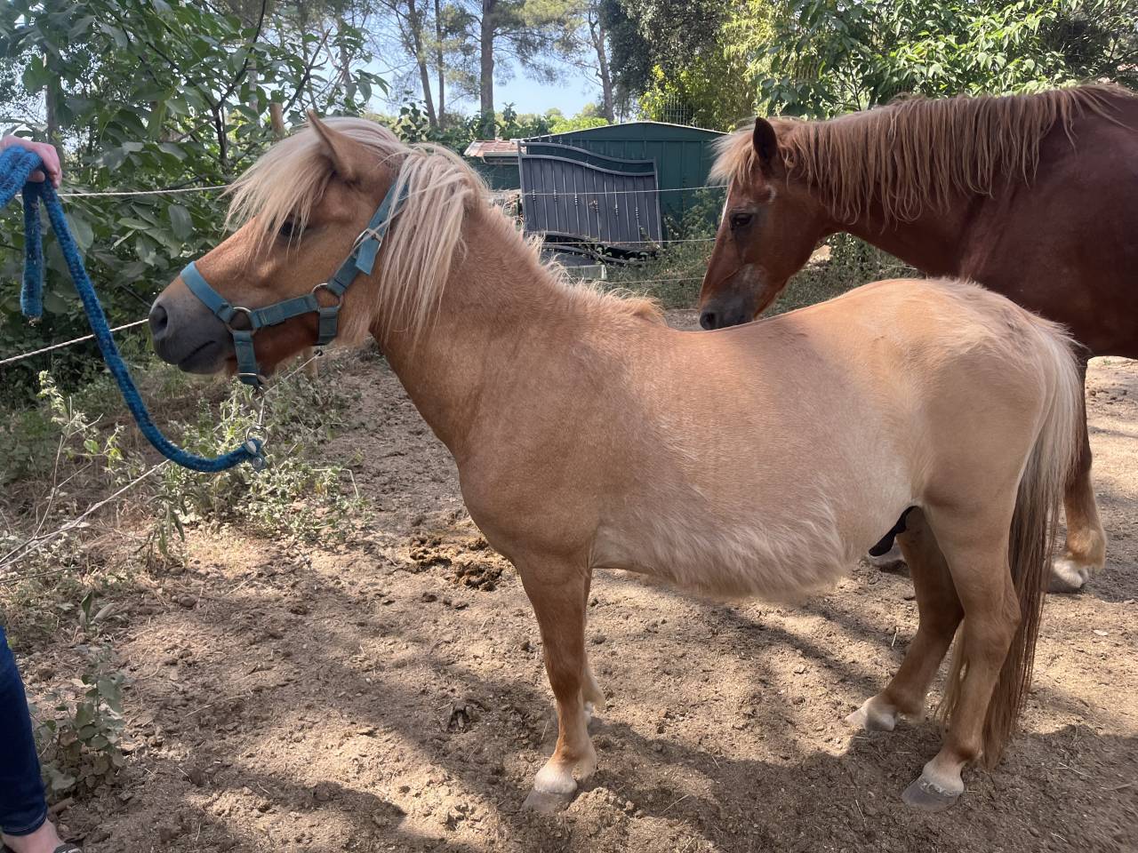 Hengst Shetland Te koop 2024 Vos