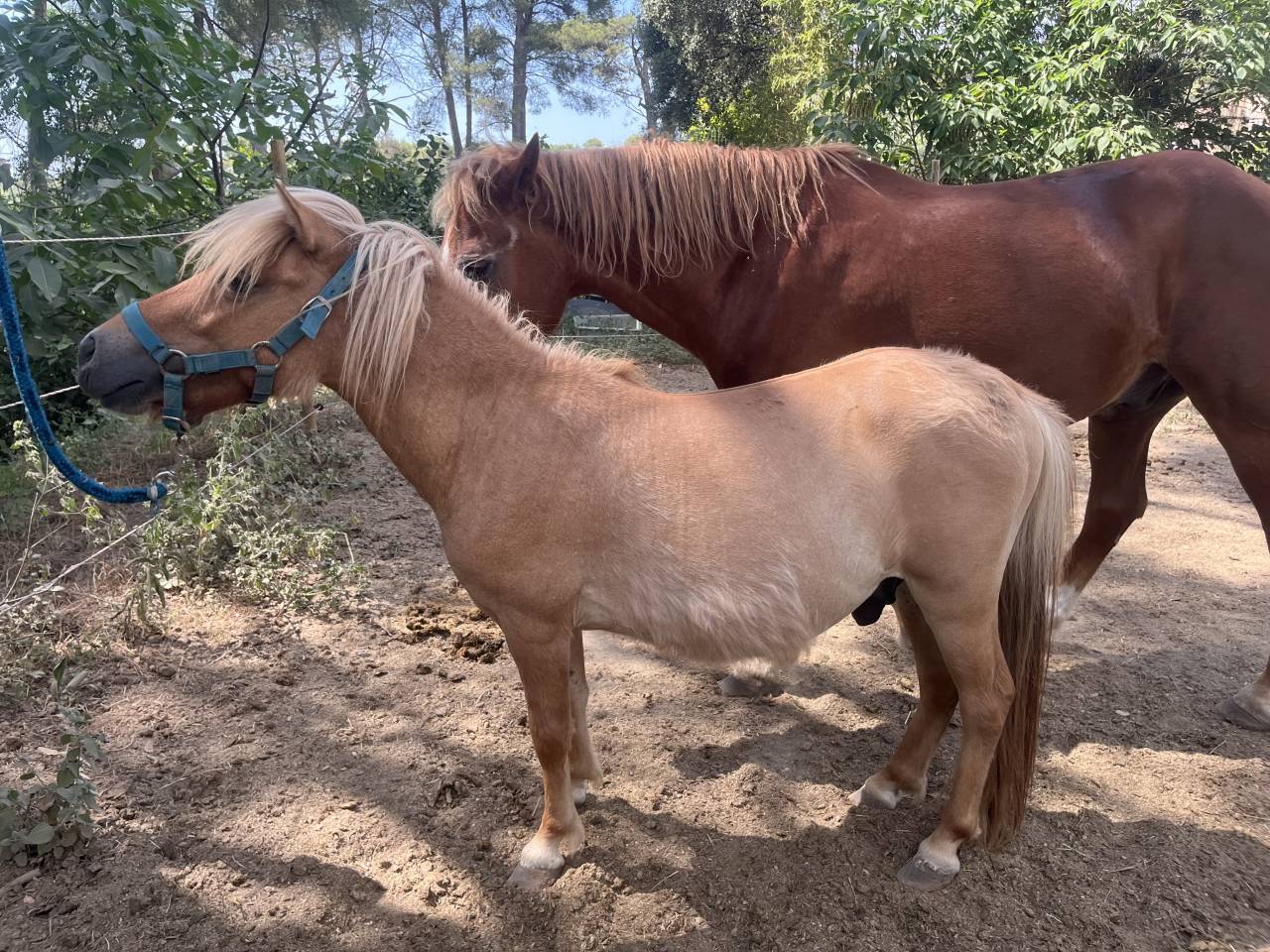 Hengst Shetland Te koop 2024 Vos