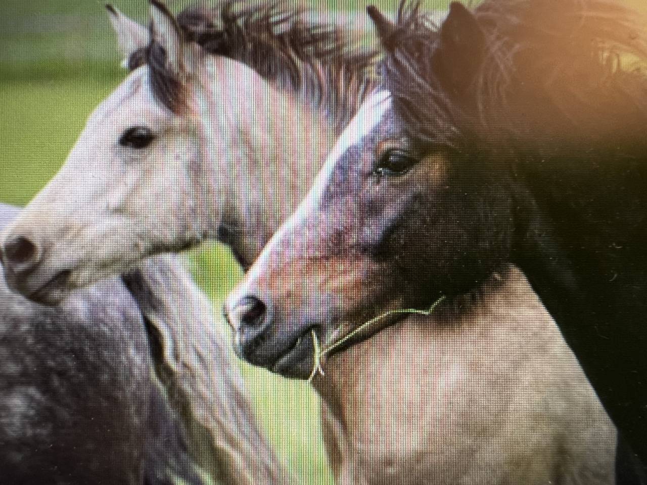 Dekhengst Connemara Te koop 2023 Schimmel