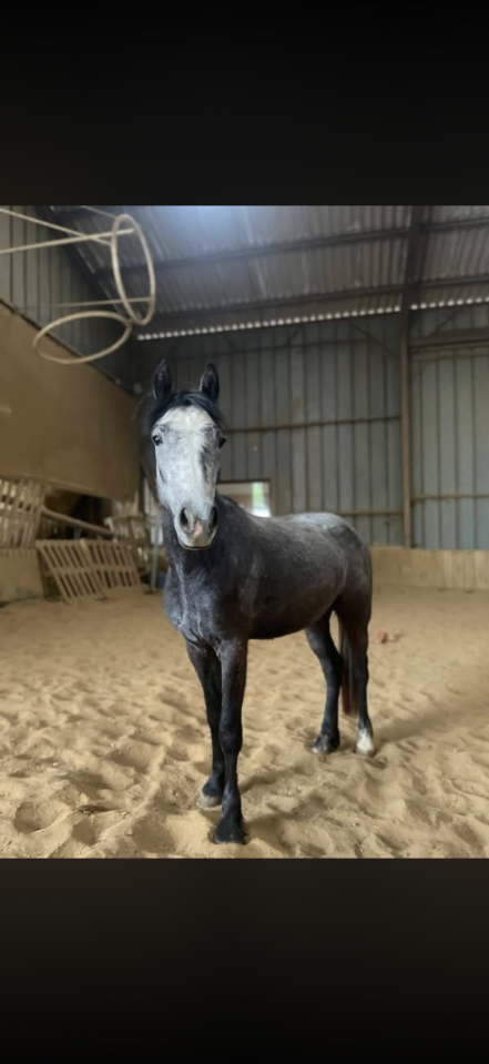Ruin Connemara Te koop 2023 Schimmel