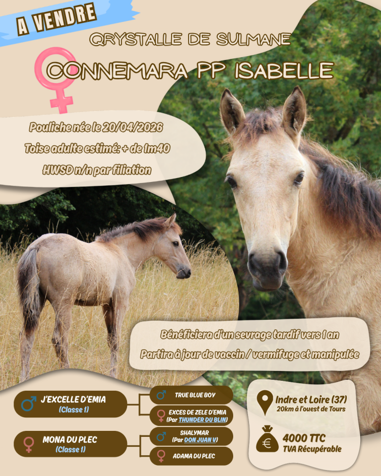 Veulen (vr) Connemara Te koop 2026 Isabel ,  J'excelle d'Emia