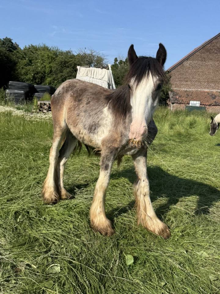 Veulen (ml) Tinker Te koop 2025 Bont