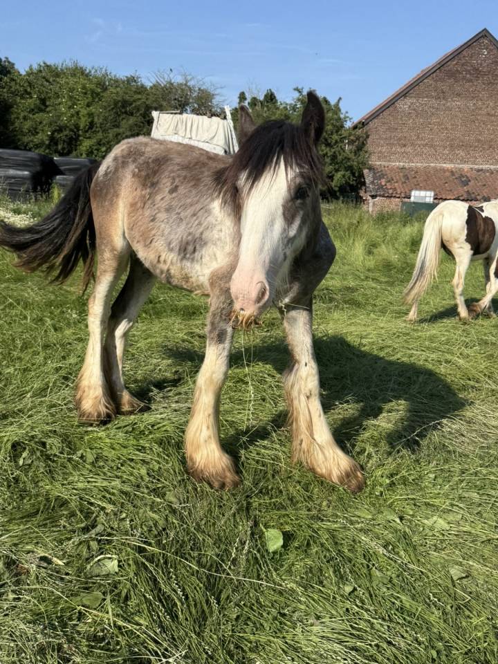 Veulen (ml) Tinker Te koop 2025 Bont