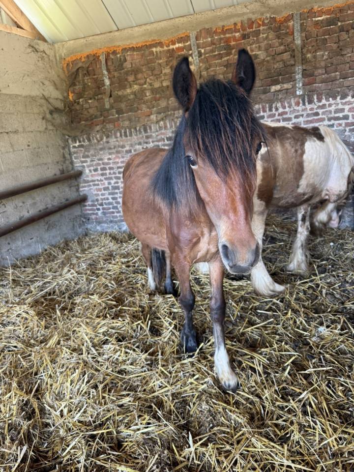 Veulen (ml) Tinker Te koop 2025 Bont