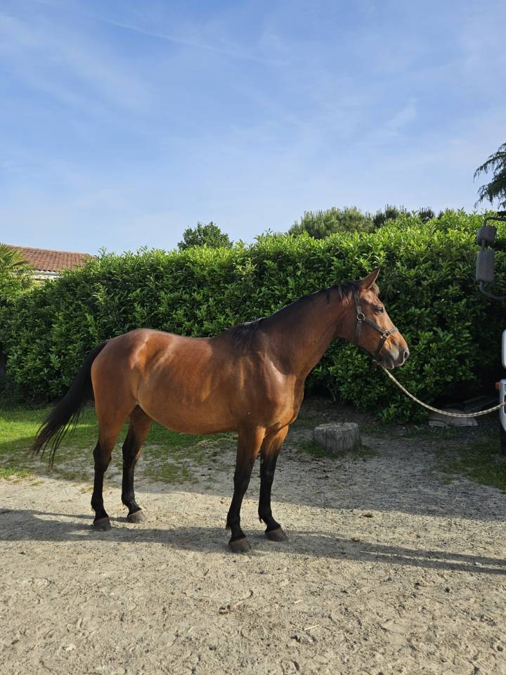 Ruin Selle Fran&ccedil;ais Te koop 2017 Donker bruin / bai ,  Tenareze