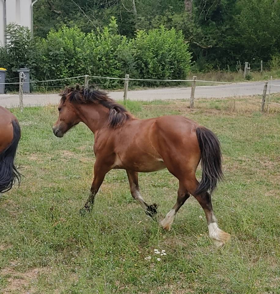Veulen (ml) Welsh Pony (Section D), Welsh Cob  Te koop 2025 Donker bruin / bai ,  Jon Snow Dragwyddol