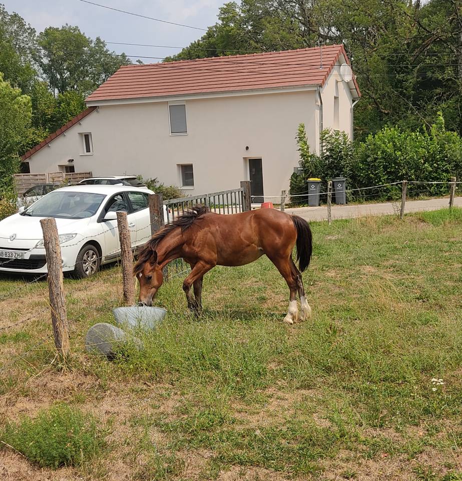 Veulen (ml) Welsh Pony (Section D), Welsh Cob  Te koop 2025 Donker bruin / bai ,  Jon Snow Dragwyddol