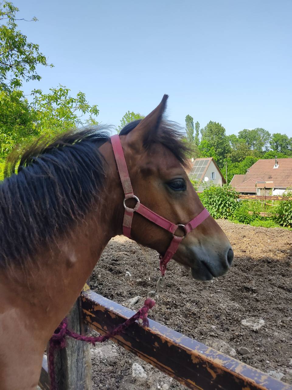 Veulen (ml) Welsh Pony (Section D), Welsh Cob  Te koop 2025 Donker bruin / bai ,  Jon Snow Dragwyddol
