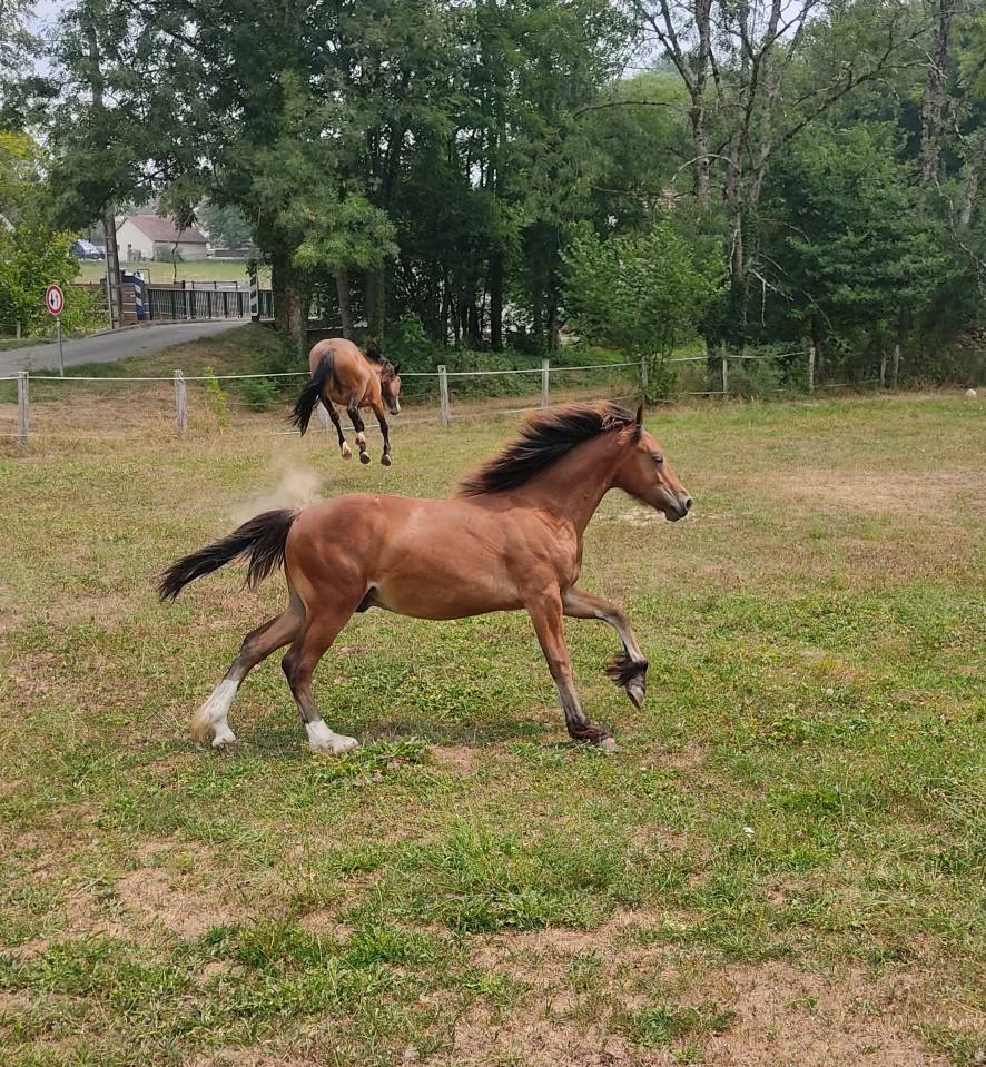 Veulen (ml) Welsh Pony (Section D), Welsh Cob  Te koop 2025 Donker bruin / bai ,  Jon Snow Dragwyddol
