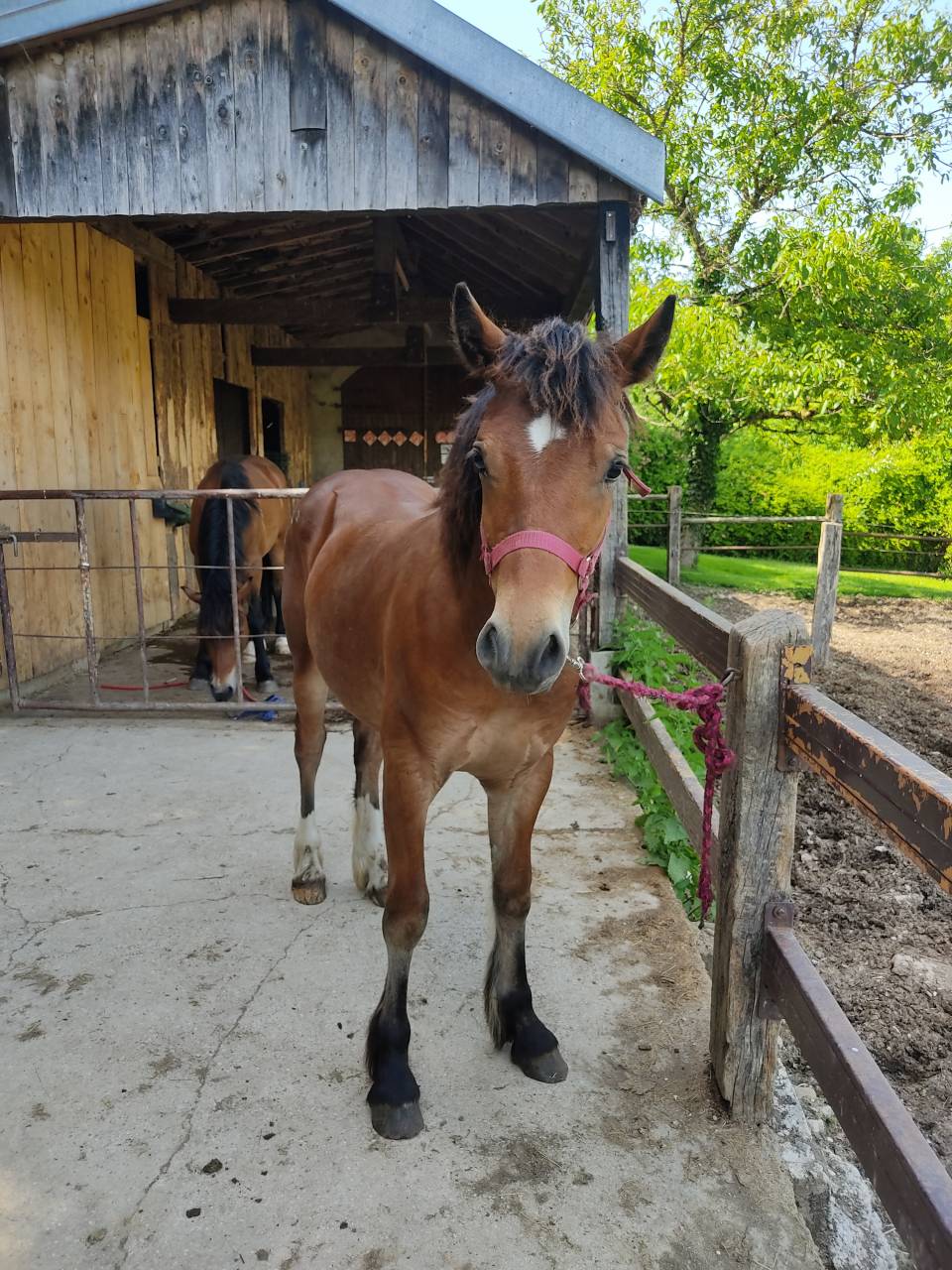 Veulen (ml) Welsh Pony (Section D), Welsh Cob  Te koop 2025 Donker bruin / bai ,  Jon Snow Dragwyddol