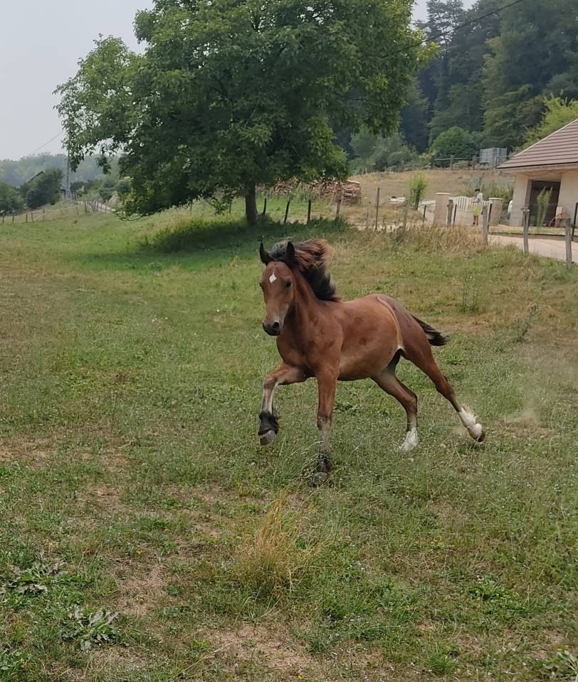 Veulen (ml) Welsh Pony (Section D), Welsh Cob  Te koop 2025 Donker bruin / bai ,  Jon Snow Dragwyddol