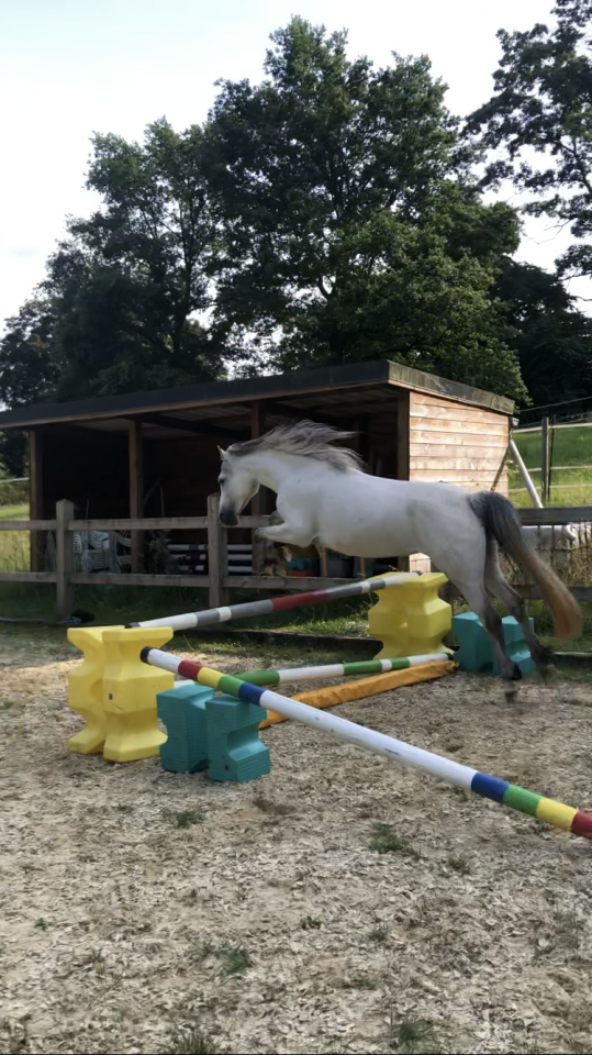 Merrie Connemara Te koop 2019 Schimmel ,  D'Albigeois de Baud&eacute;mont
