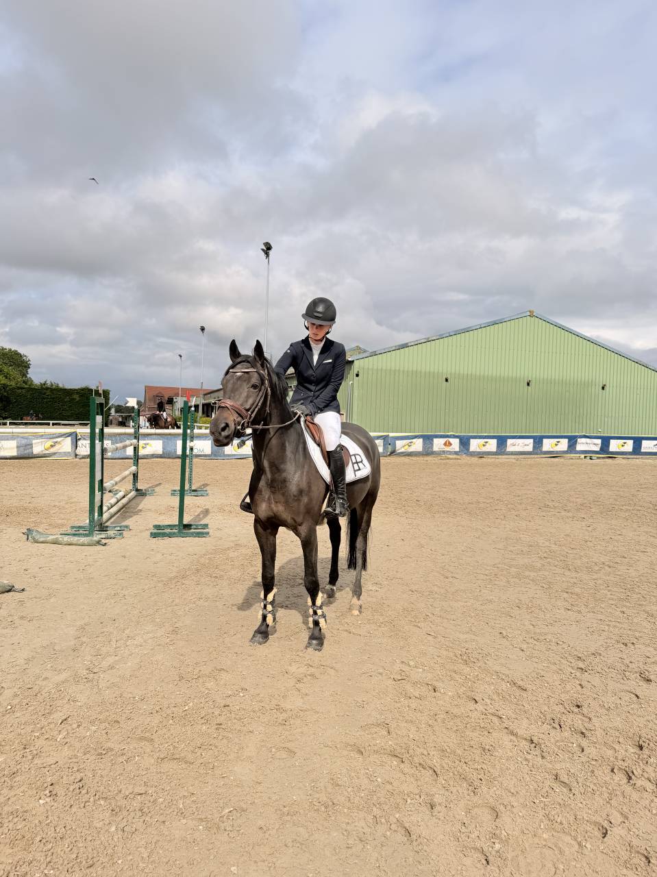 Ruin Franse rijpony PFS Te koop 2021 Bruin / Bai