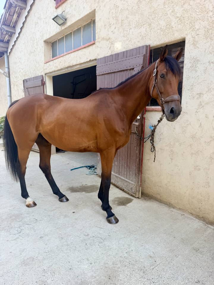 Merrie Anglo-Arabier Te koop 2019 Bruin / Bai