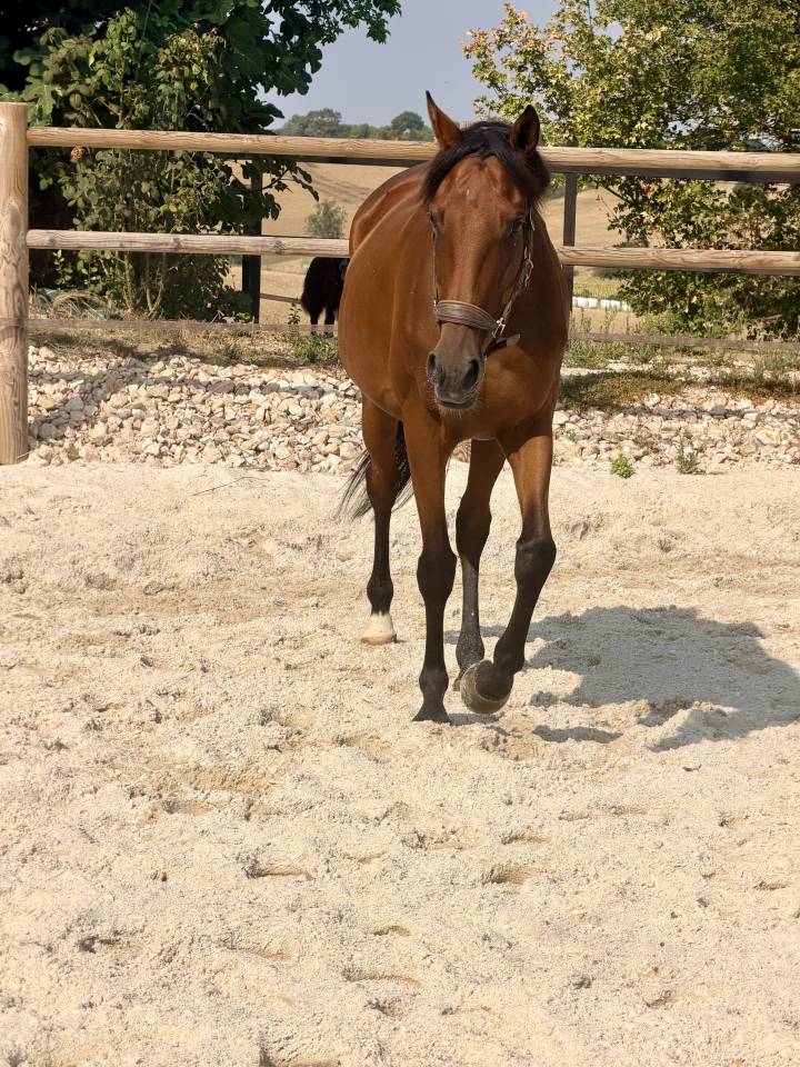 Merrie Anglo-Arabier Te koop 2019 Bruin / Bai