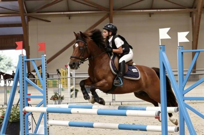 Ruin Bekend ras Te koop 2012 Donker bruin / bai