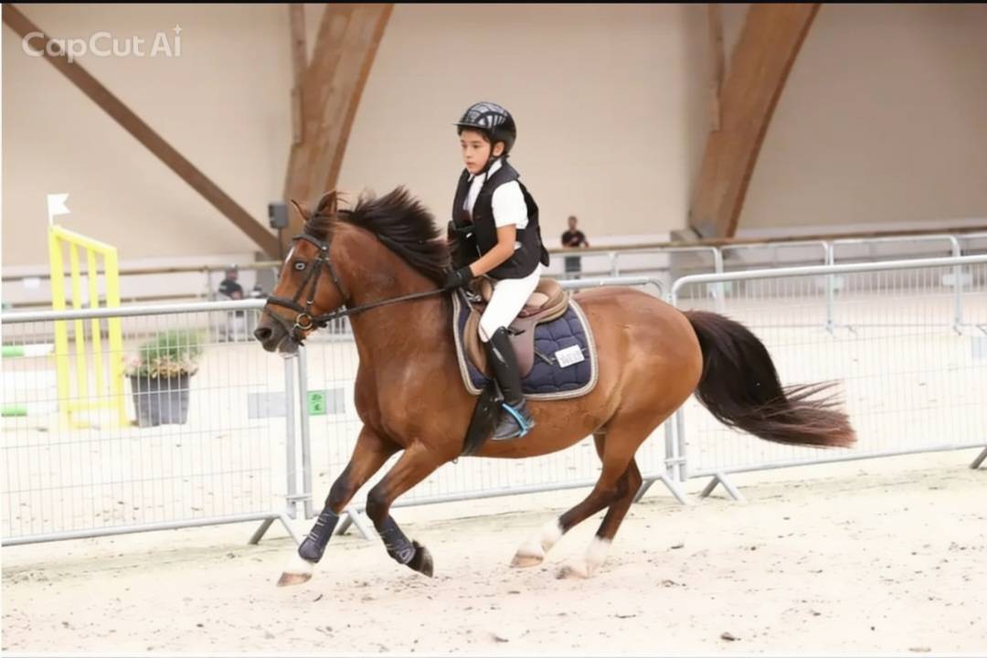 Ruin Bekend ras Te koop 2012 Donker bruin / bai