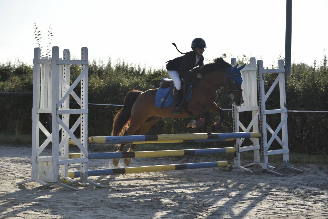 Ruin Bekend ras Te koop 2012 Donker bruin / bai