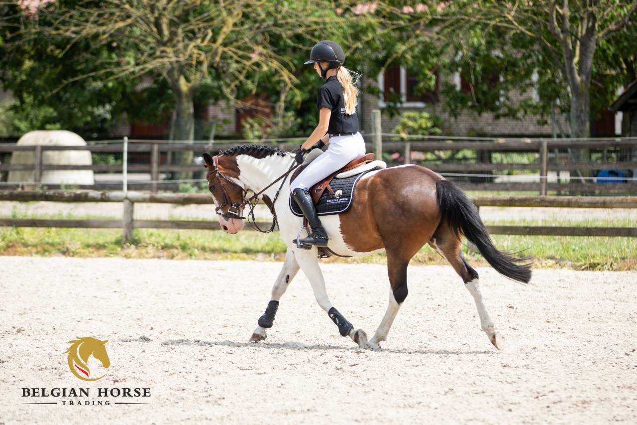 Ruin Andere pony rassen Te koop 2019 Bont