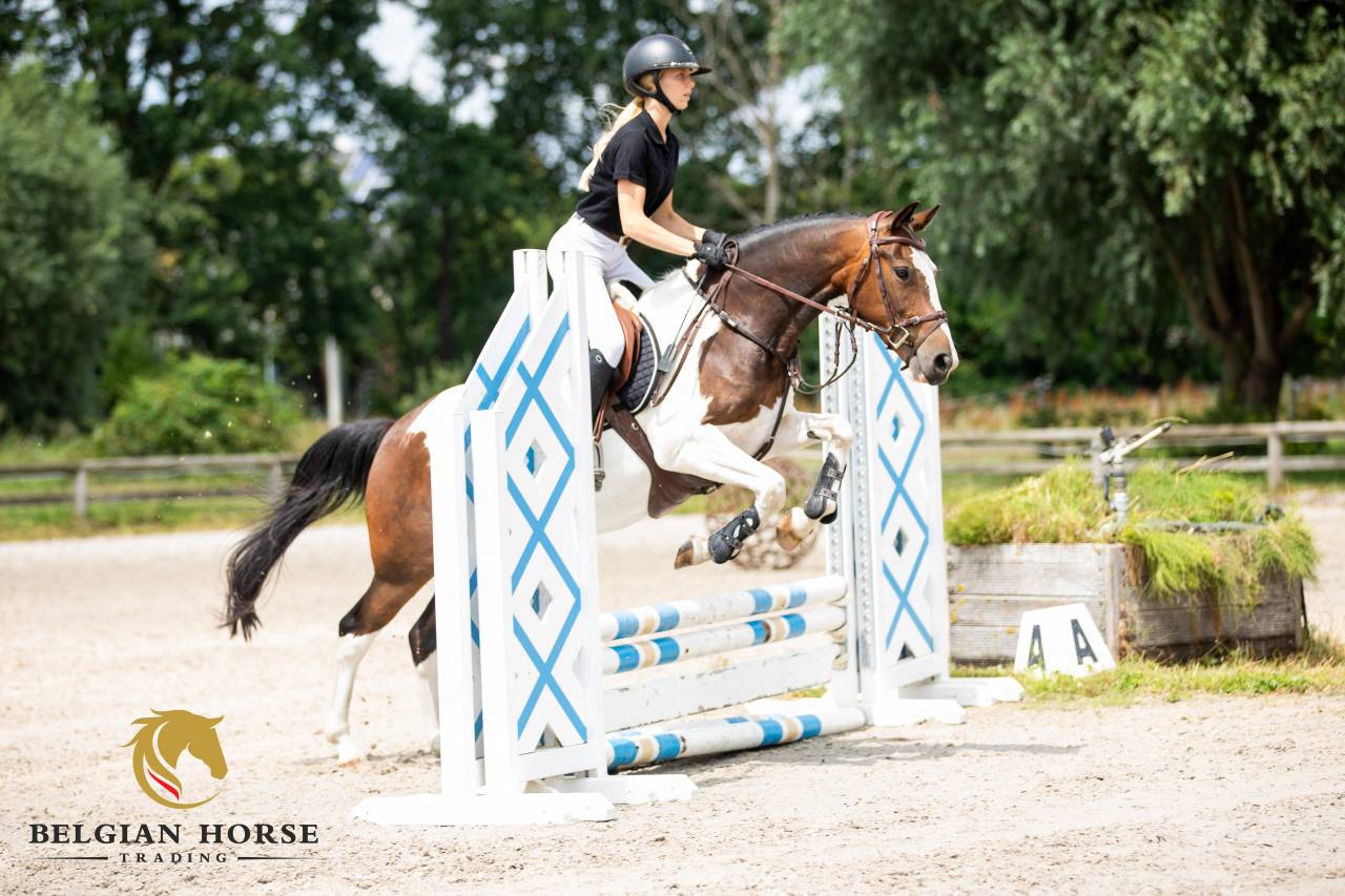 Ruin Andere pony rassen Te koop 2019 Bont
