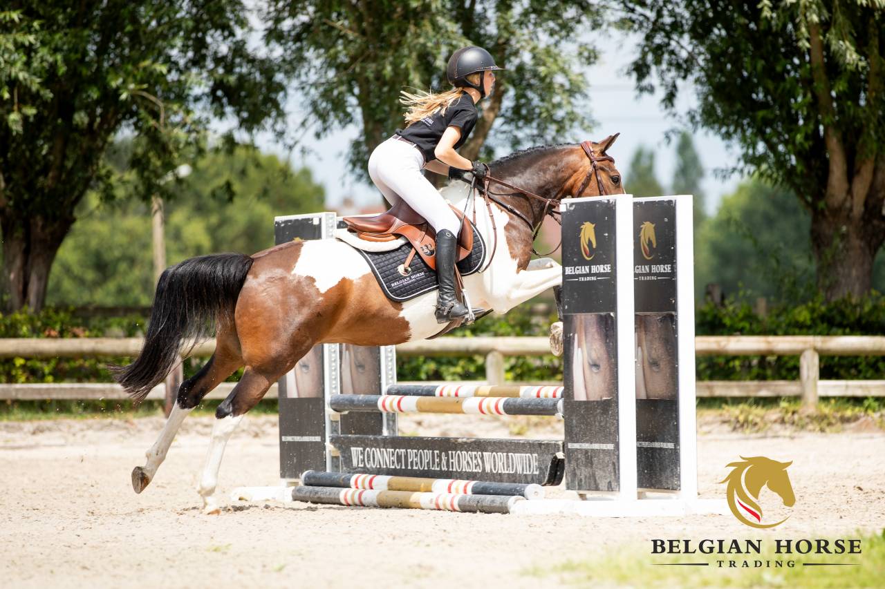 Ruin Andere pony rassen Te koop 2019 Bont